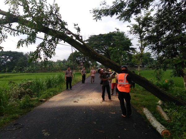 bpbd wonogiri sigap tangani pohon tumbang