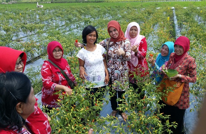 panen cabai di wonogiri